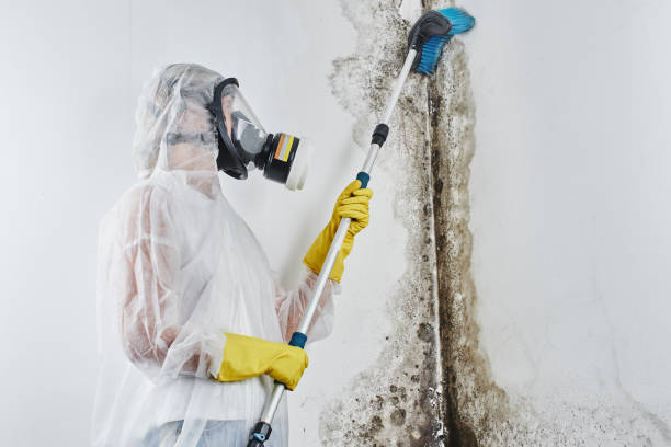 Mold Testing and Removal in Lamont, CA