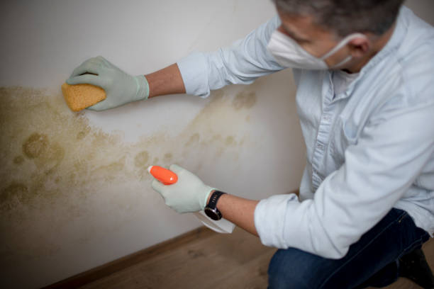 Best Black Mold Removal  in Lamont, CA
