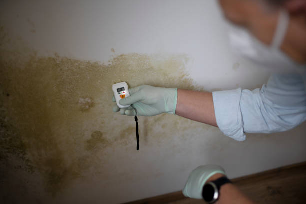 Best Commercial Mold Removal  in Lamont, CA