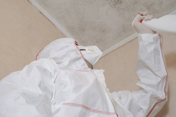 Best Commercial Mold Removal  in Lamont, CA