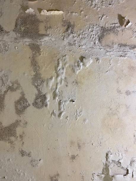 Best Attic Mold Removal  in Lamont, CA