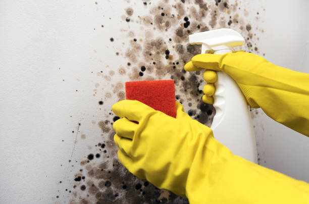 Best Crawl Space Mold Removal  in Lamont, CA