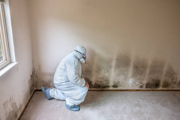 Attic Mold Removal in Lamont, CA