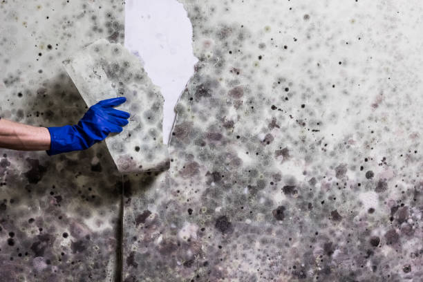 Certified Mold Removal in Lamont, CA