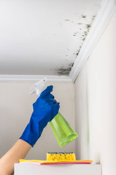 Best Emergency Mold Removal  in Lamont, CA