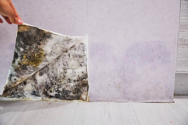 Best Fast Mold Removal  in Lamont, CA